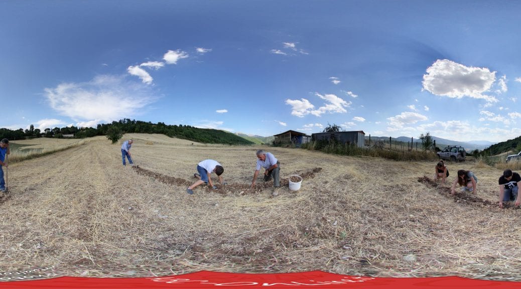 20170723 pano Estrazione dei bulbi di zafferano dal terreno