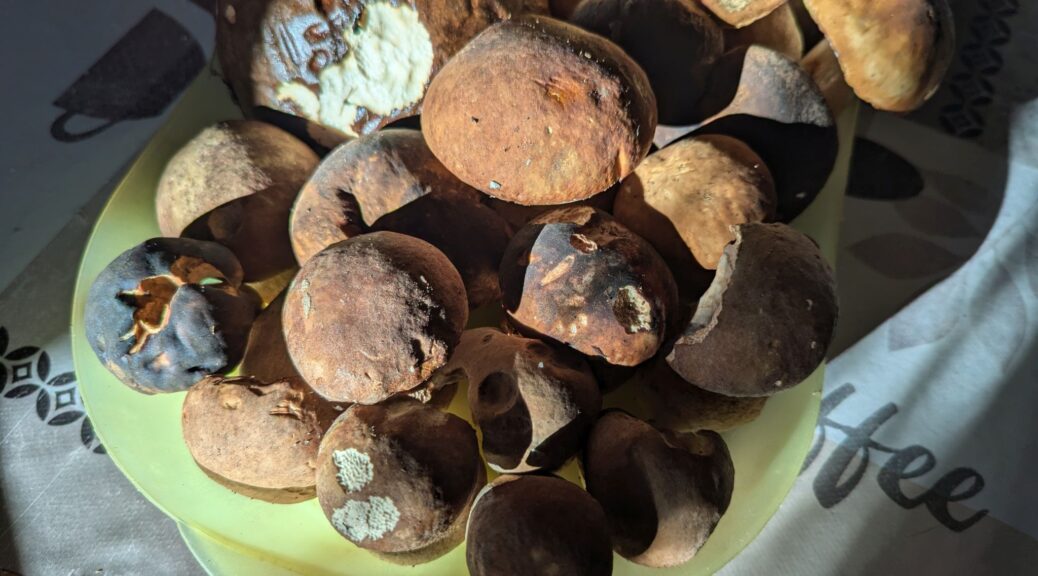 funghi porcini e vari freschi appena raccolti autunno inverno